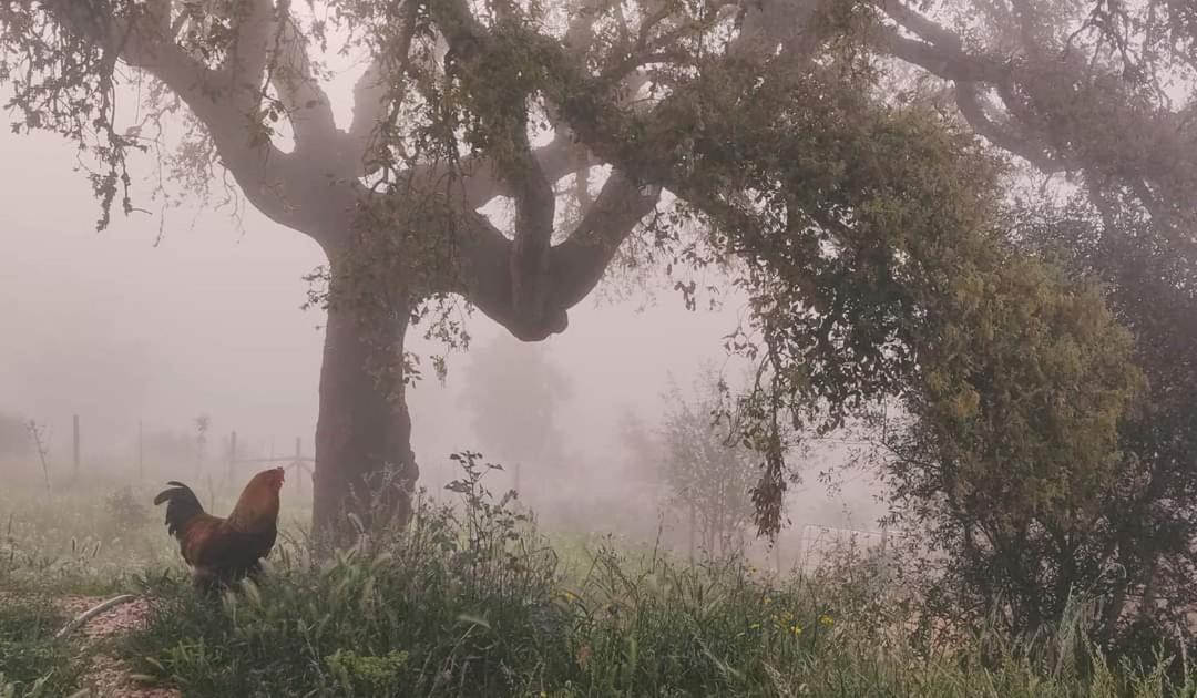 Herdade Da Maceira Villa São Luis Kültér fotó