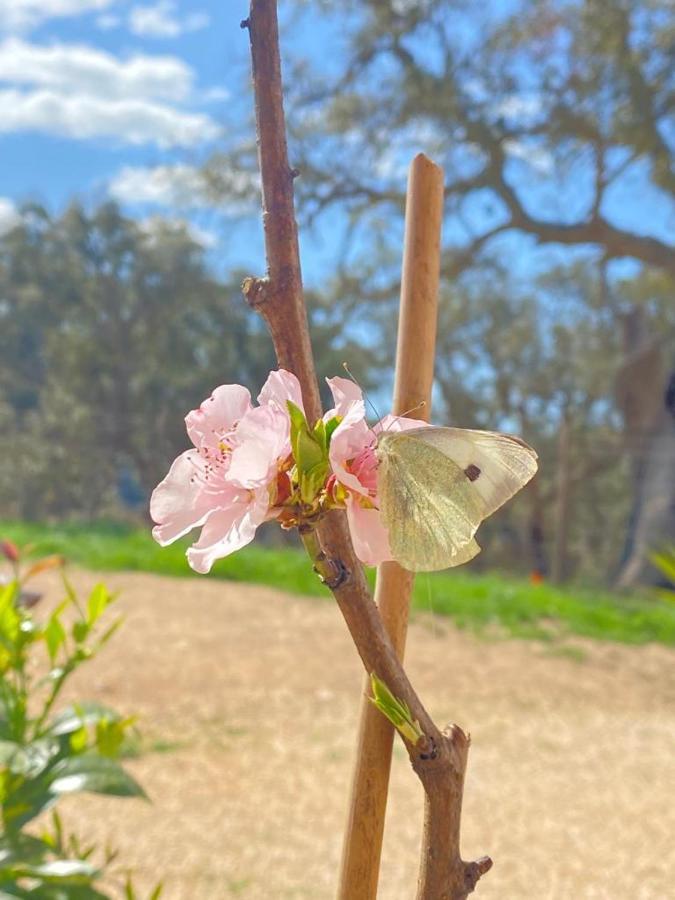 Herdade Da Maceira Villa São Luis Kültér fotó